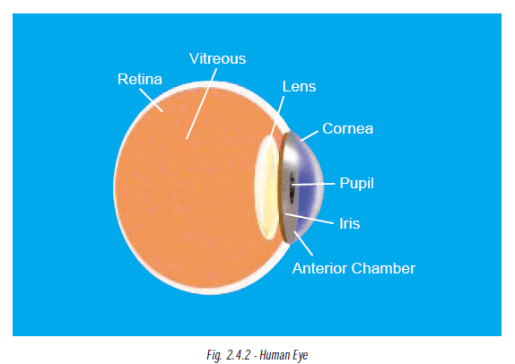 Fig. 2.4.2 - Human Eye