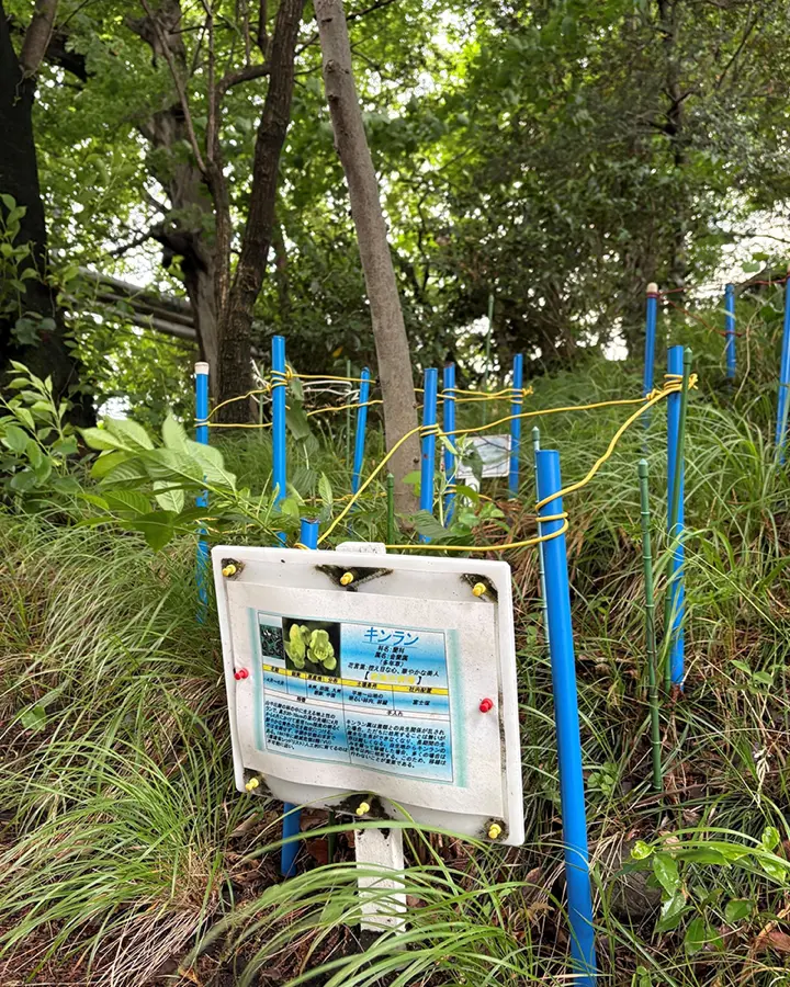 立て看板と柵を設けて保護・管理している準絶滅危惧種キンランの様子