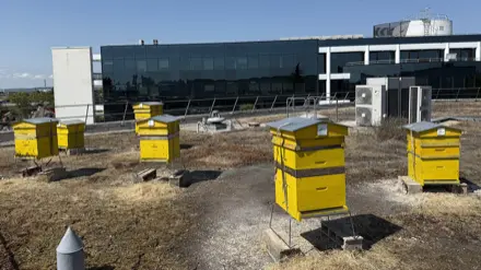 屋上に設置された複数の黄色い巣箱で養蜂を行っている様子